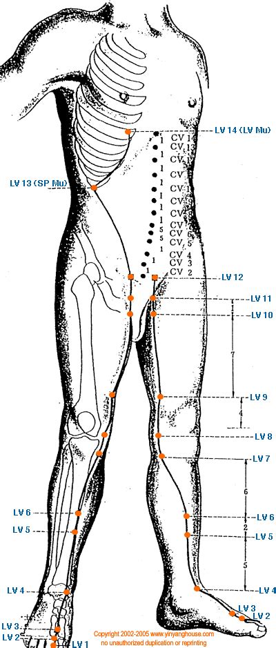 liver meridian map